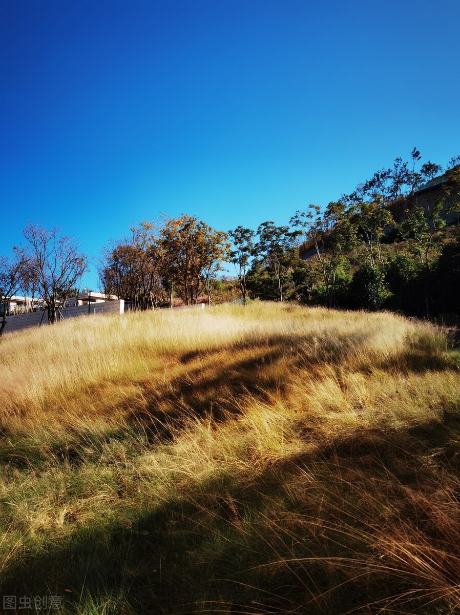 离离原上草一岁一枯荣的翻译,离离原上草一岁一枯荣诗句的意思
