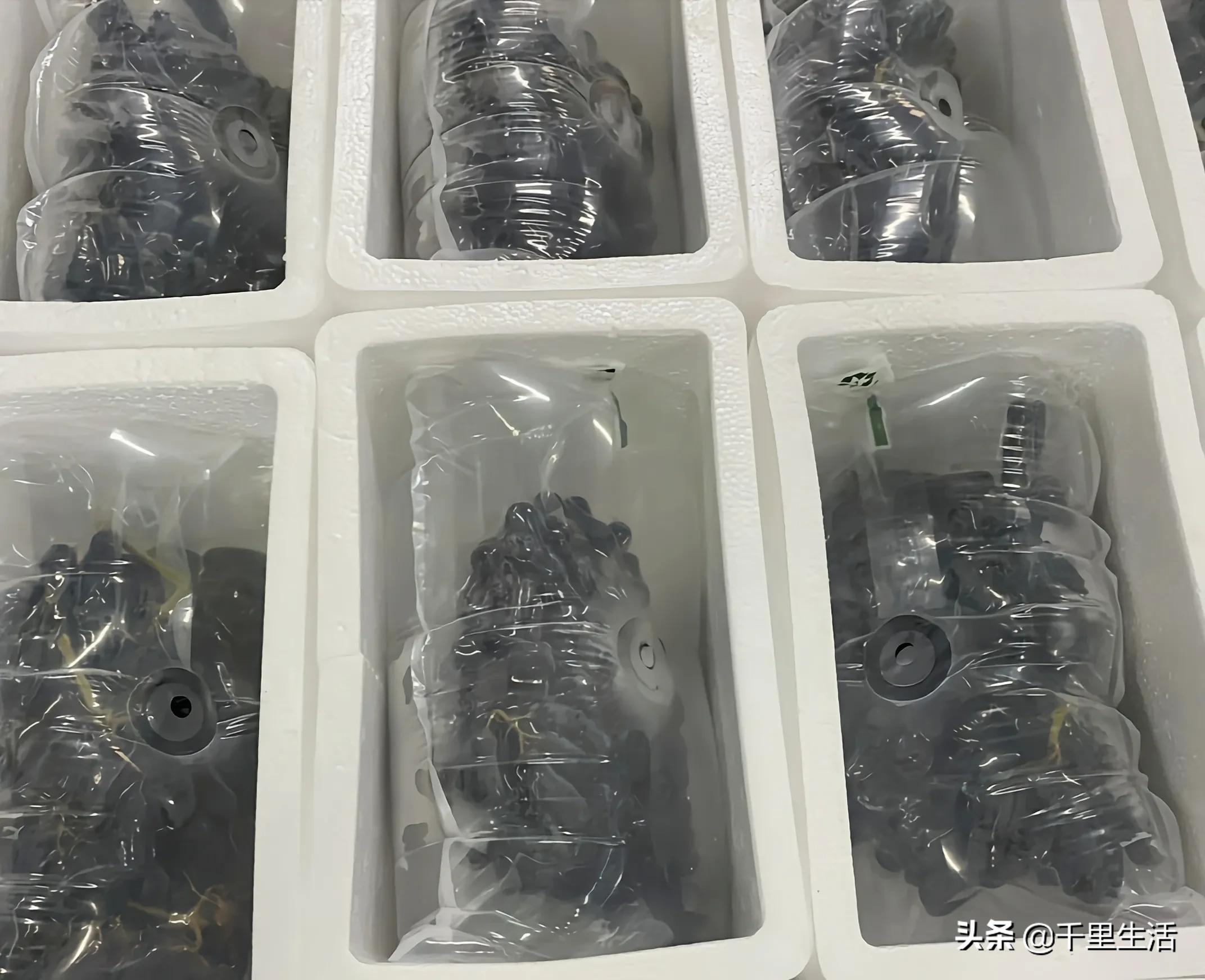 金手指葡萄提子,金手指蓝宝石葡萄无籽提子