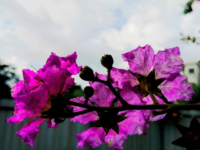 紫薇都市田园直播,紫薇都市田园好玩吗