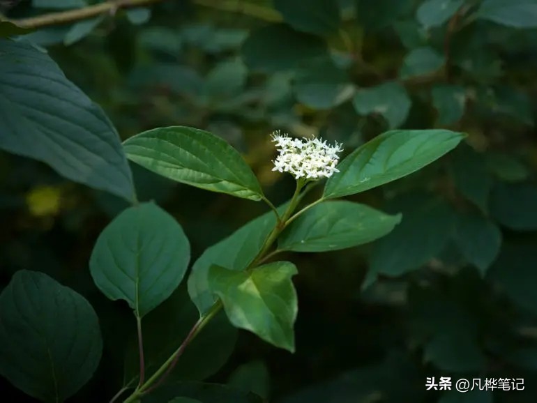 哈苏x2d100c视频,哈苏x2d100c与50c区别