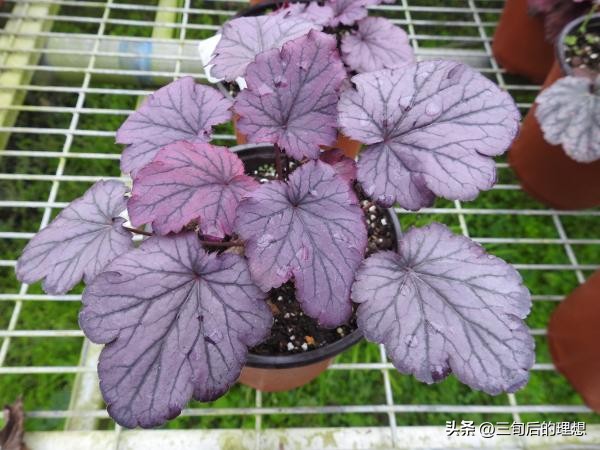 斑马绿植适合客厅的图,斑马花绿植