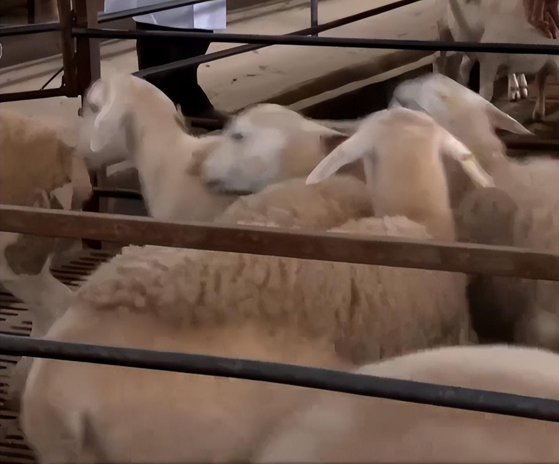 养殖羊的成功案例,大量养羊成功案例