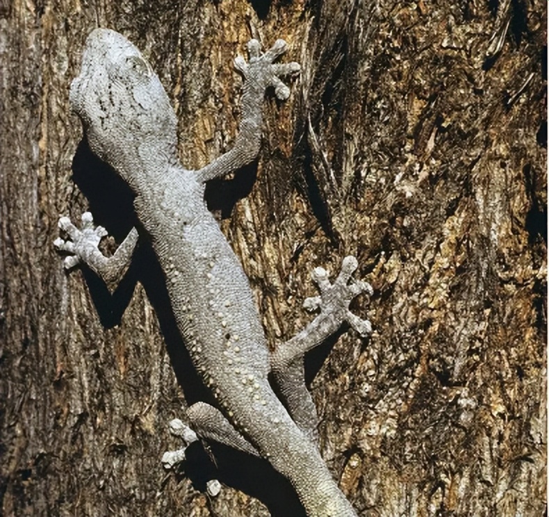 五毒之一的壁虎,有几些壁虎是有毒的
