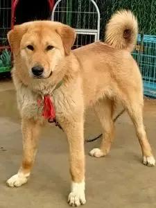 狗有哪些犬种,中国狗犬种排名