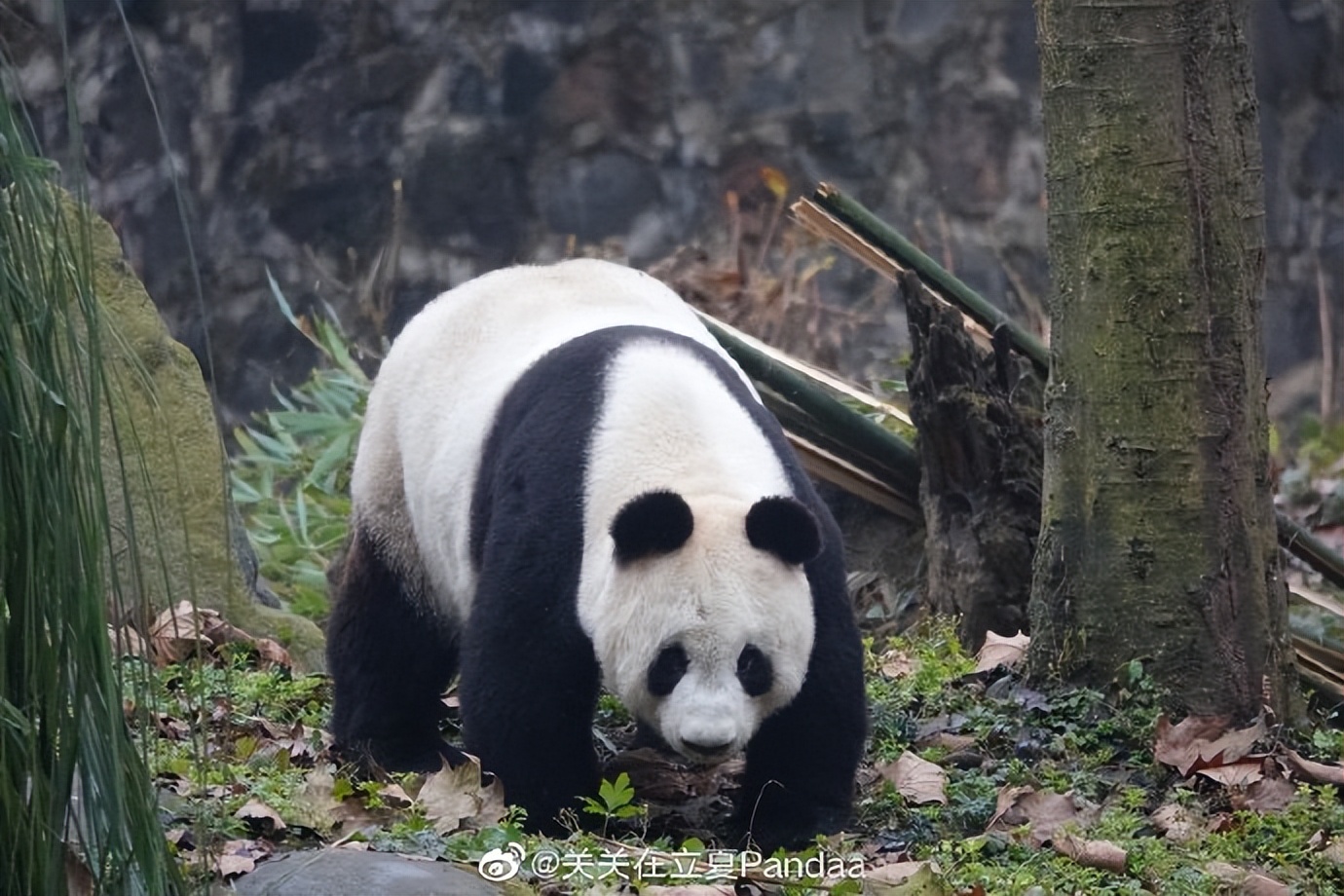 不高的高高和他不白的老婆白云——91年出生的童颜女神大熊猫白云