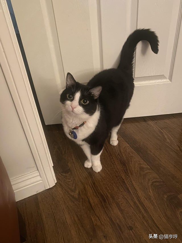 自己家猫不认识自己了怎么办,自家的猫不粘人怎么办