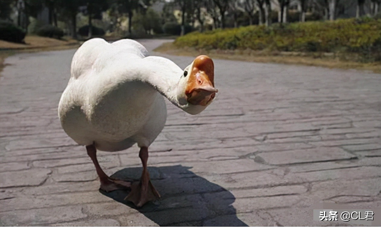黄鼠狼为啥最怕鹅鹅到底有多厉害,农村三霸大鹅终于遇到对手了