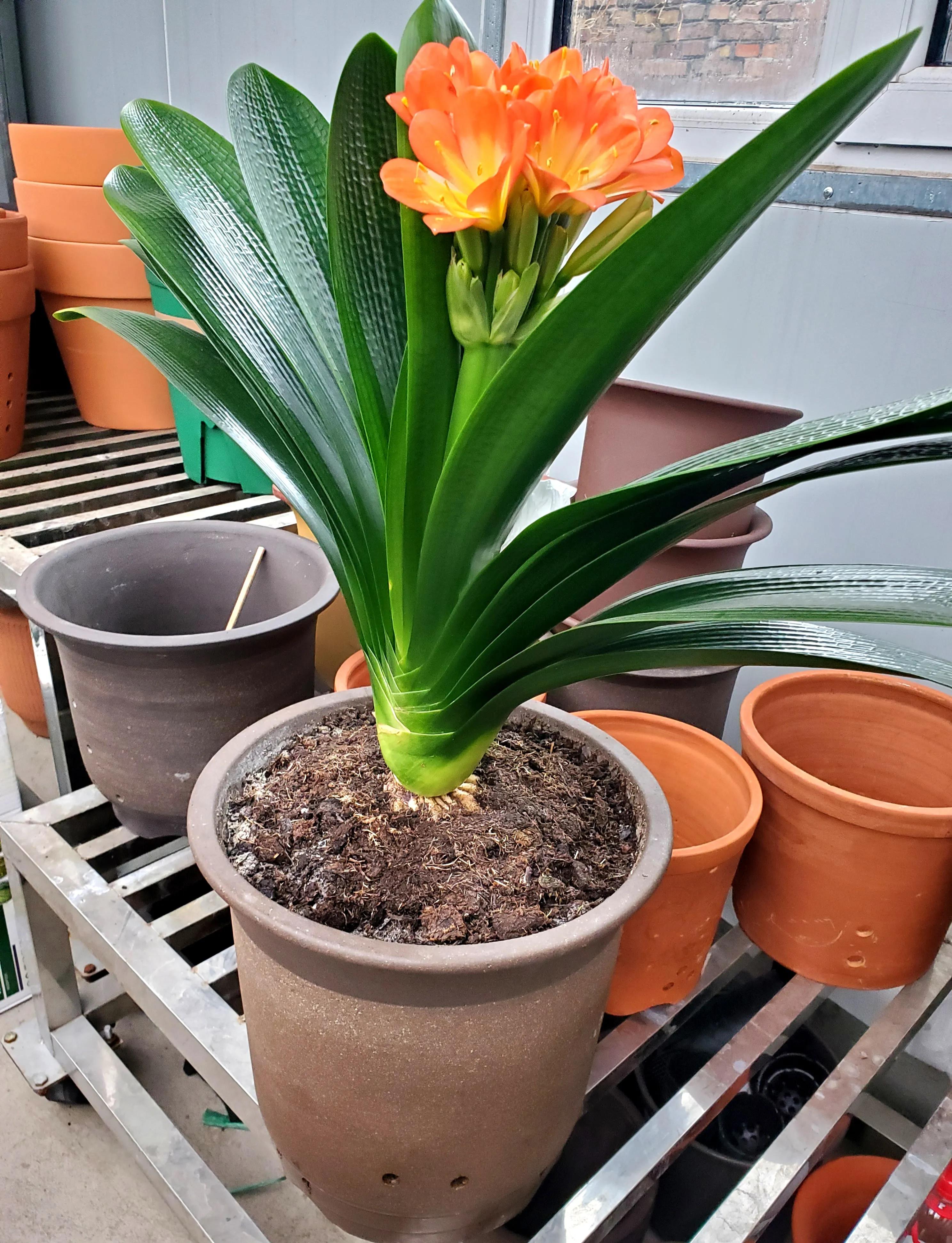 君子兰茎腐病可以用多菌灵吗,君子兰腐叶病怎么处理