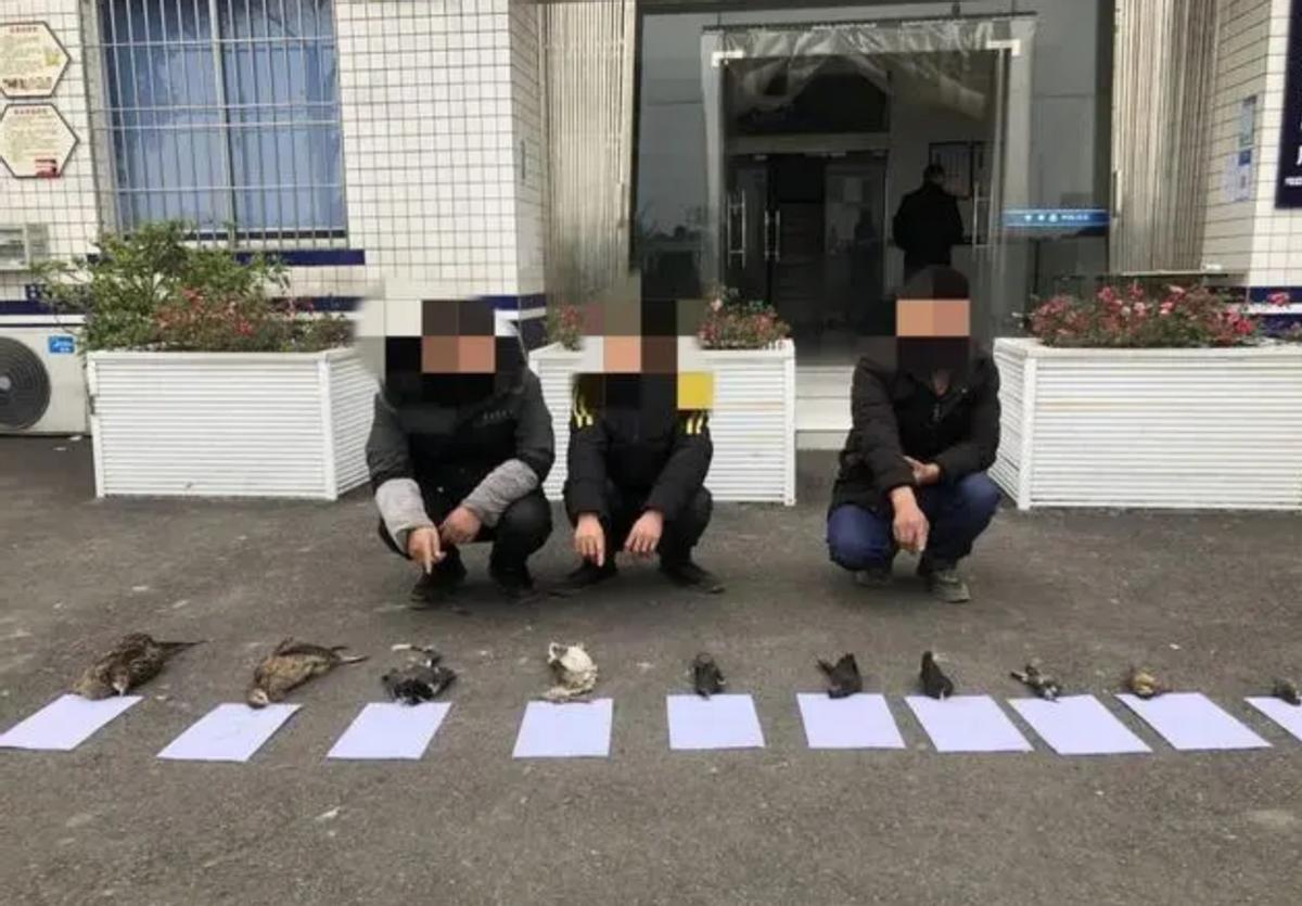 吃野生斑鸠其实对人有害？连筑巢都不会的斑鸠，究竟如何繁殖的？