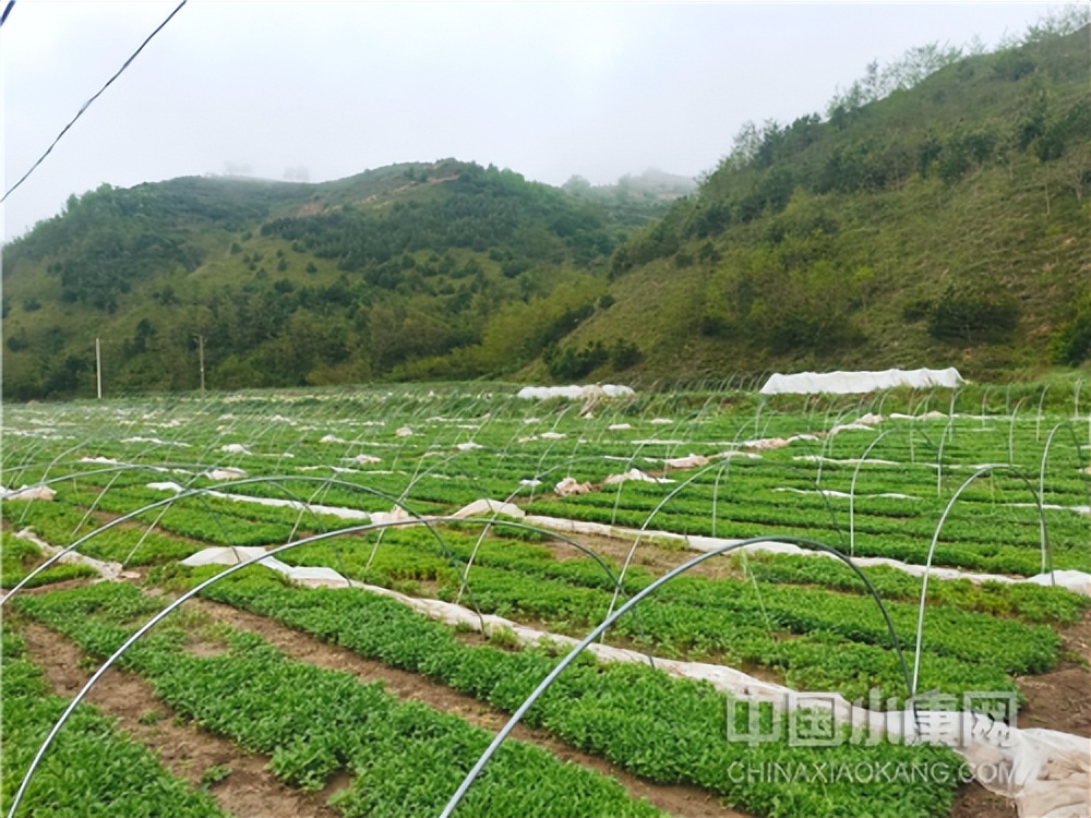 小村大事,小村大事免费观看全集