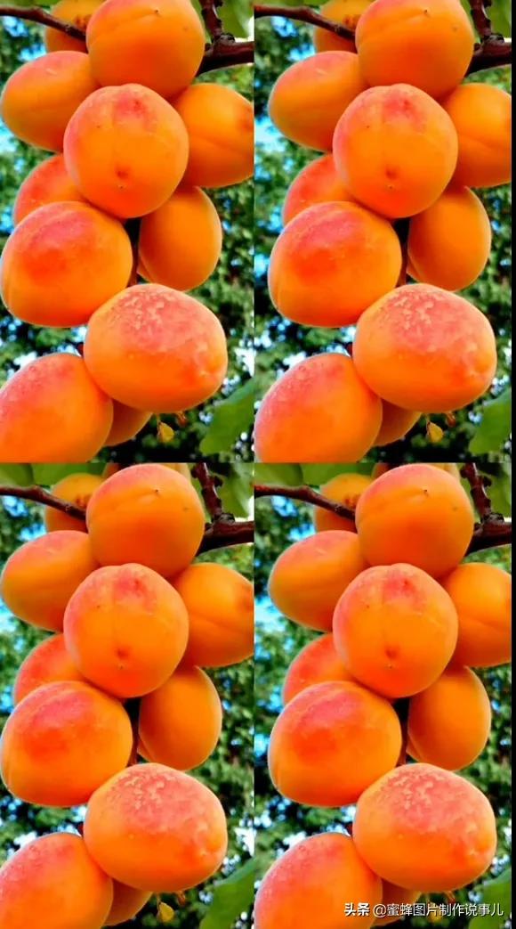 壁纸美图,各种水果,果香四溢,酸甜可口,丰收的喜悦