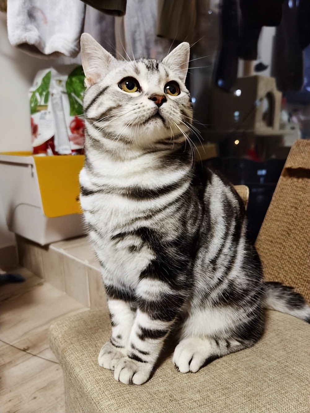 猫界中最通人性的几种猫你养了吗,5种便宜又好养的猫