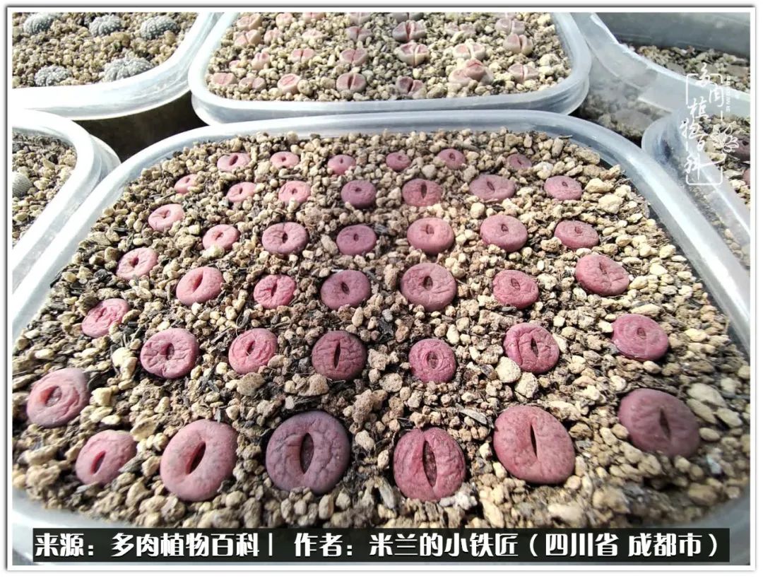 生石花好养吗怎么养护的,生石花的养殖方法和注意事项