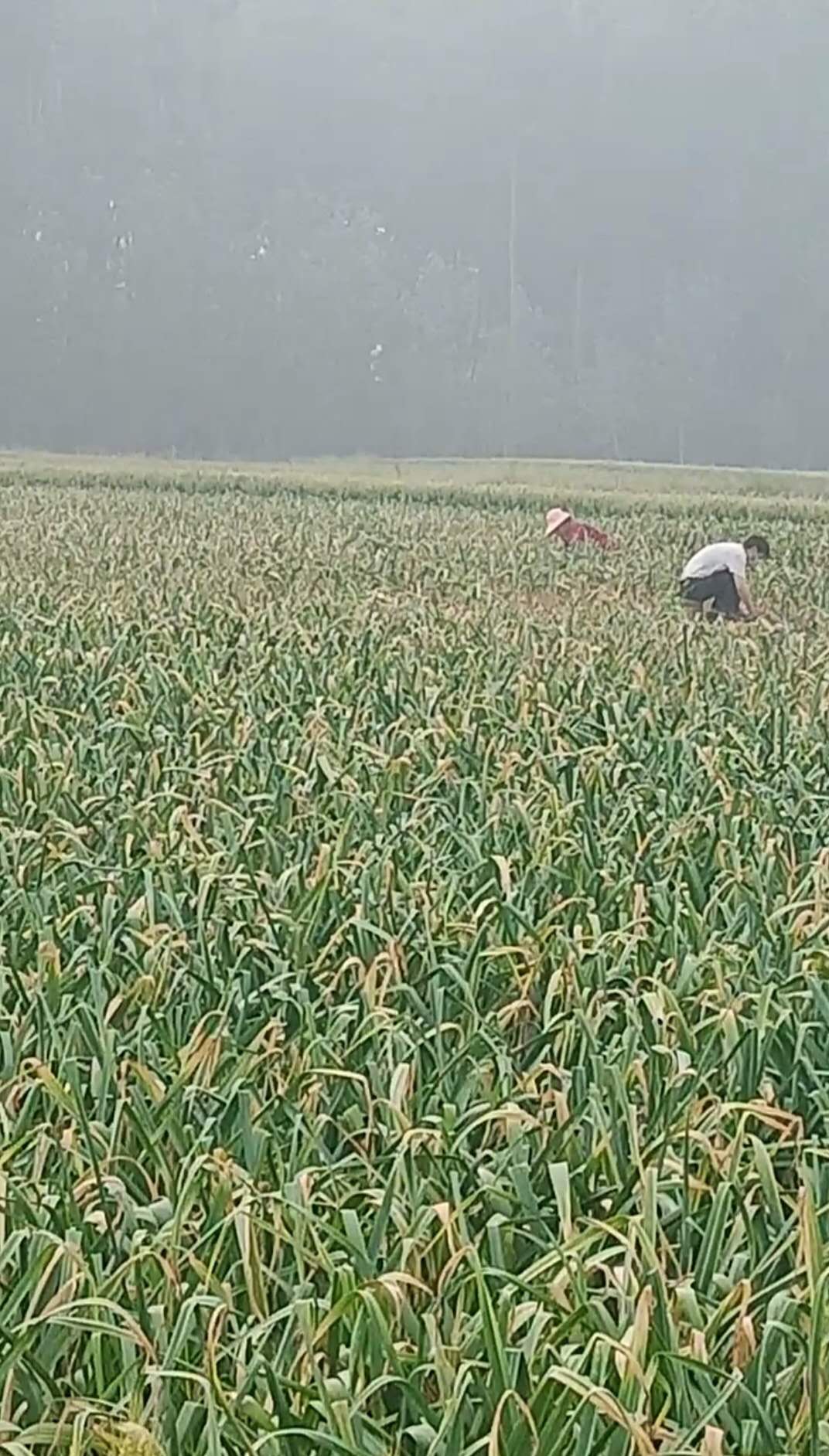 老蒜农说起蒜后等个两三天修剪,还可增产5%左右,有道理吗?