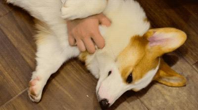 狗狗这些表现证明被你养熟了,幸运的狗狗遇到好主人