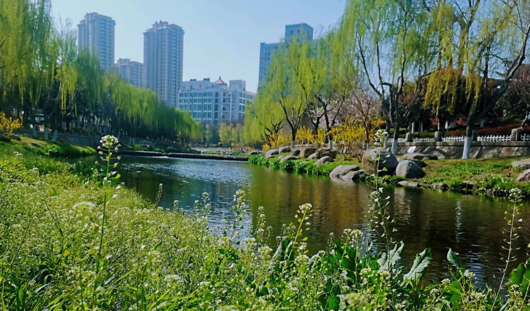 青岛如何成为龙头城市,青岛是个有潜力的城市