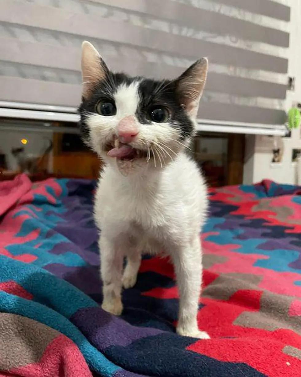 僵尸猫被医院放弃治疗，铲屎官带回家后，却每天都带着灿烂的微笑