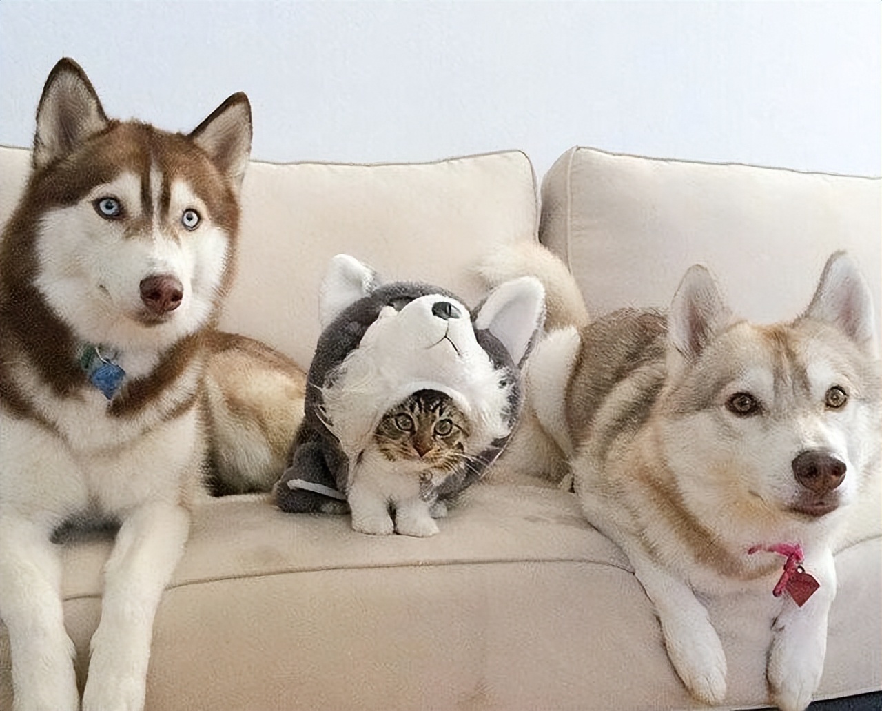 三大无攻击性犬类真的不会咬人吗,秋田犬的五大缺点无攻击性的犬