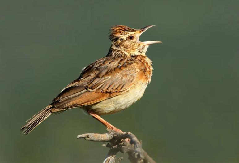养哪种鸟可以赚钱,现在养什么鸟最赚钱还能繁殖