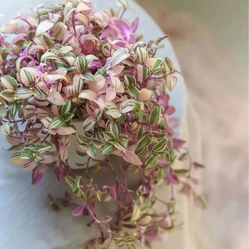 吊兰最贵的品种,吊兰什么品种最贵