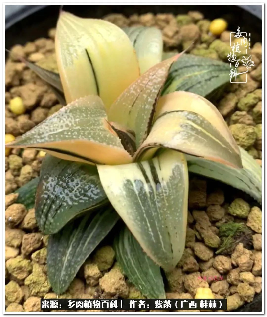 酷暑里的关爱，如十二卷般透亮绵长