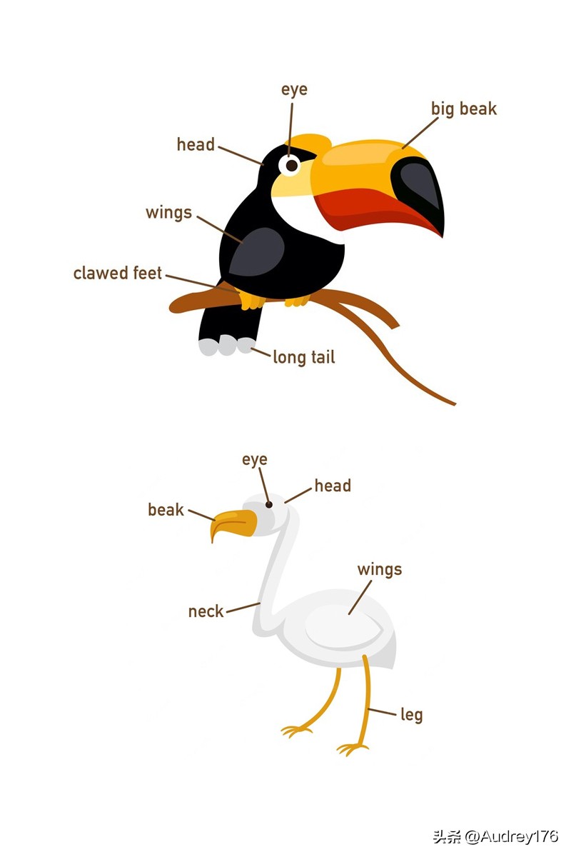 动物身体英语单词,动物身体部位英语