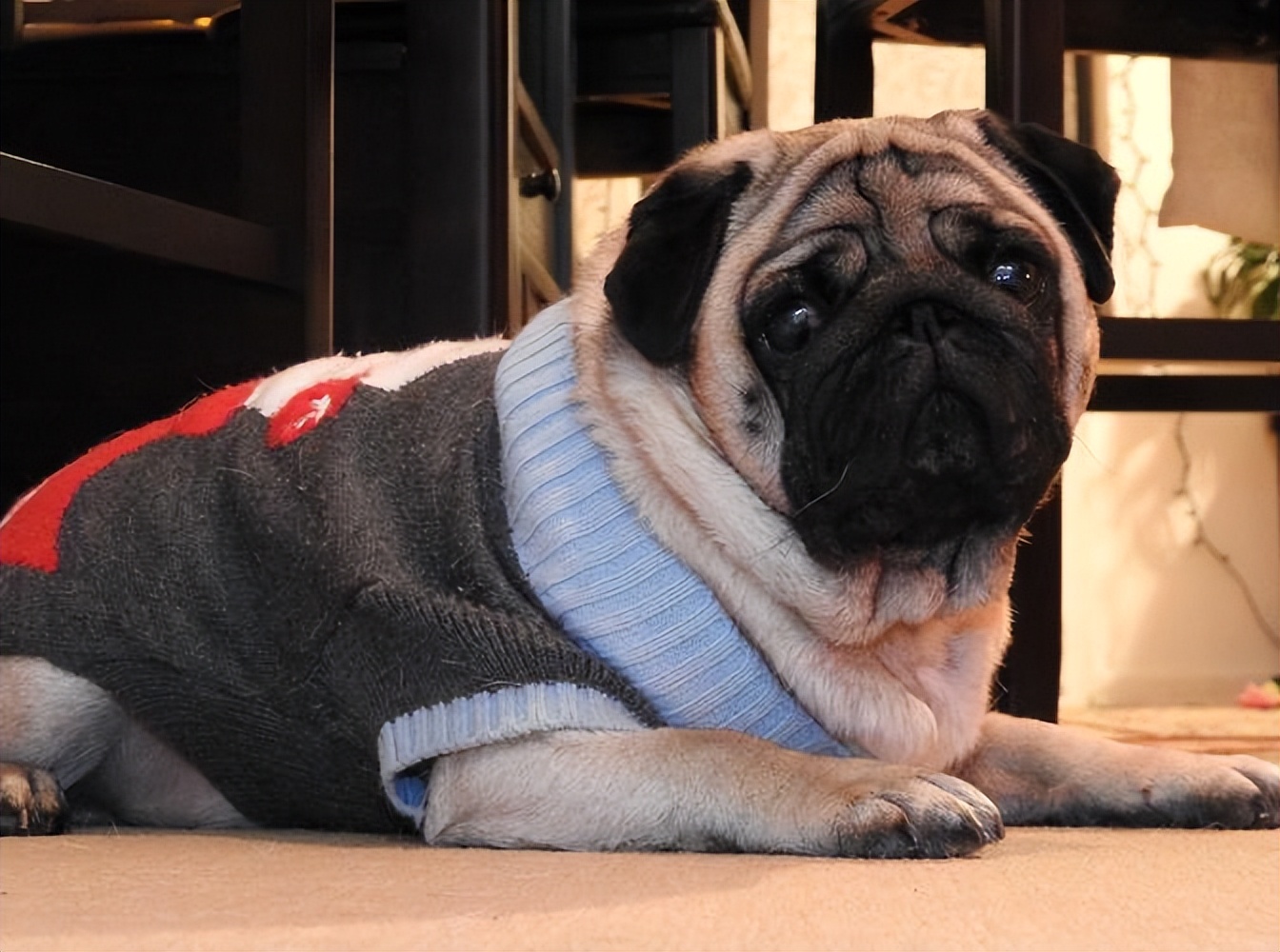 十大省心最好养的狗体型要小,最适合新手养的狗是什么狗