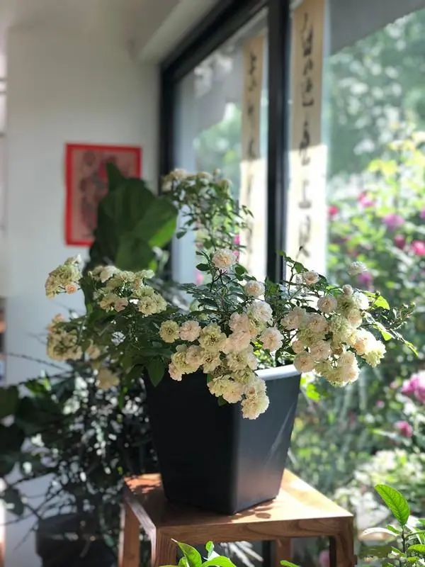 最好看的浓香的绿月季花,绿冰阳台月季