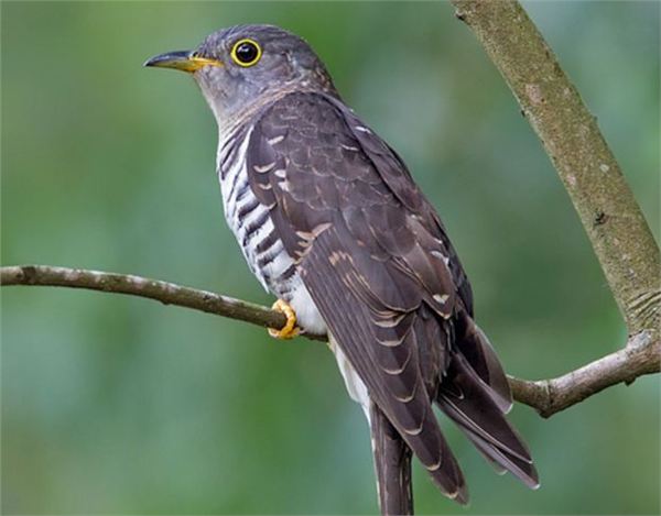 杜鹃鸟鸠占鹊巢的解释搞笑,鸠占鹊巢杜鹃鸟比鸟妈妈还大
