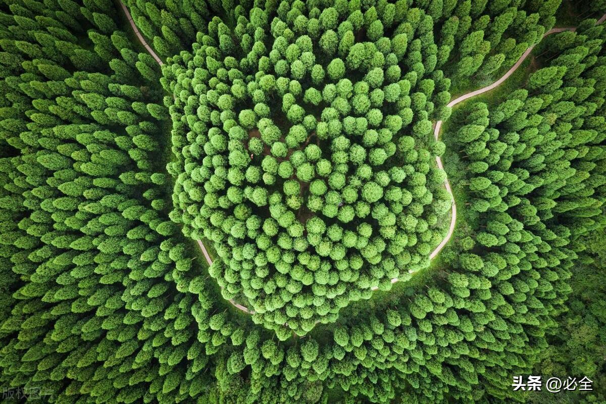 最新林木良种名单图片,林木良种国家认定