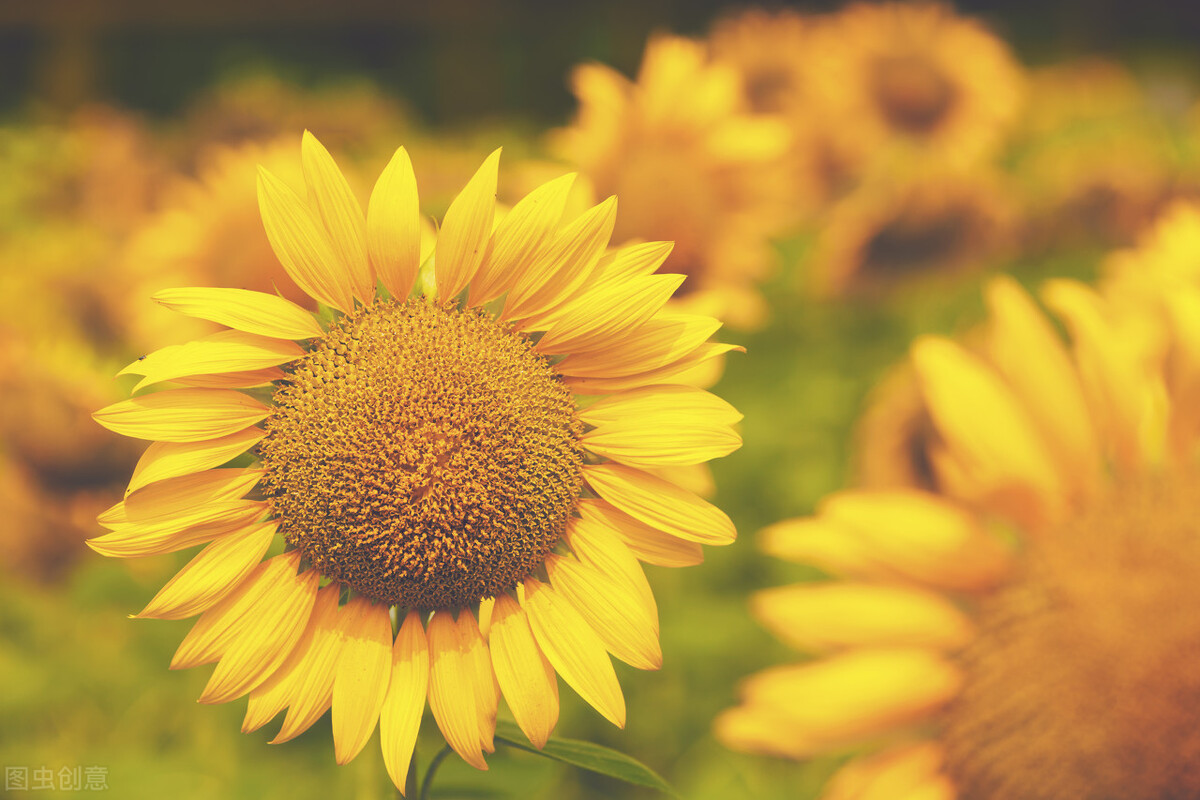 这二十幅极品花卉越看越醉,超好看又耐看的花卉图