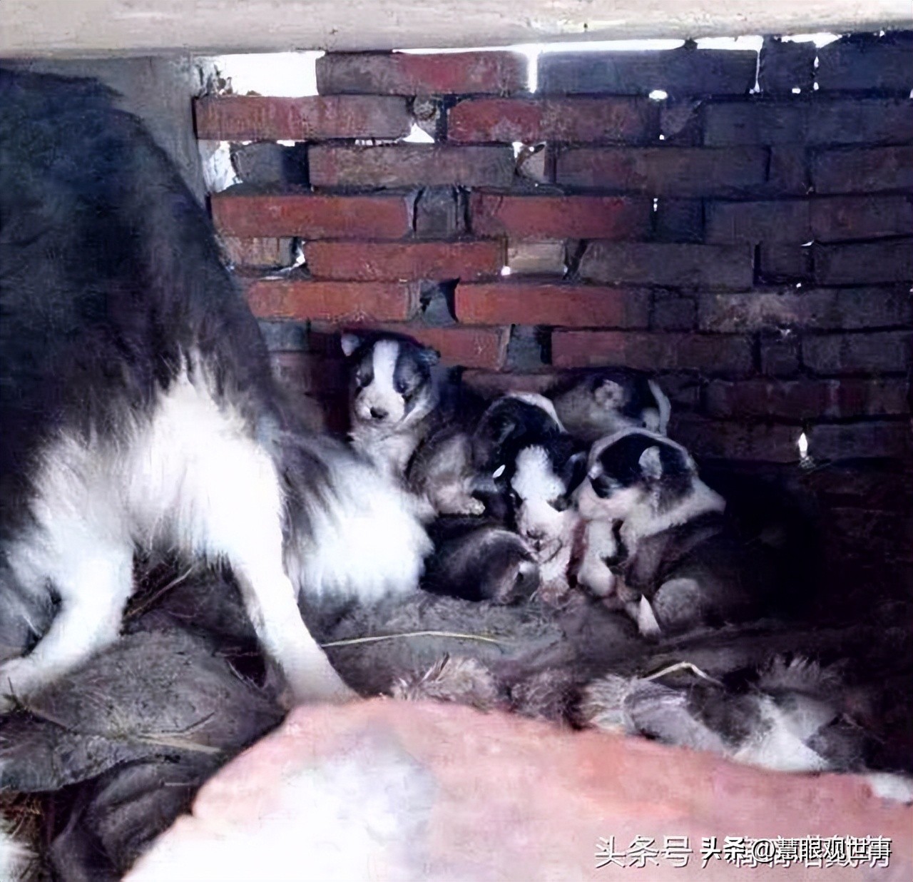 山西孝义土话大全集,孝义方言文字