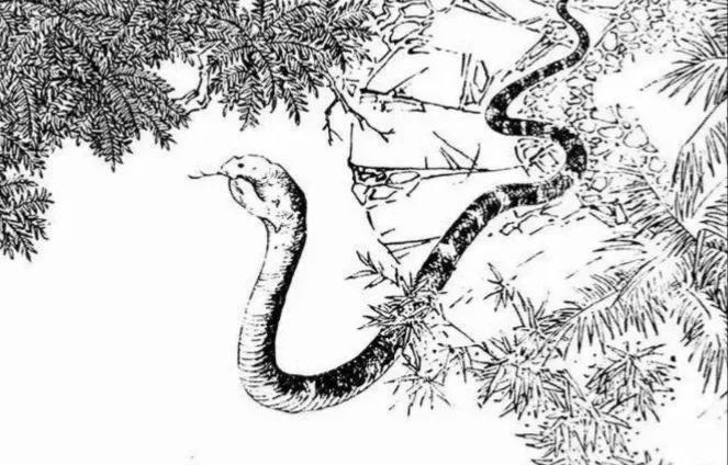 聊斋故事狐婿,聊斋故事鬼背人