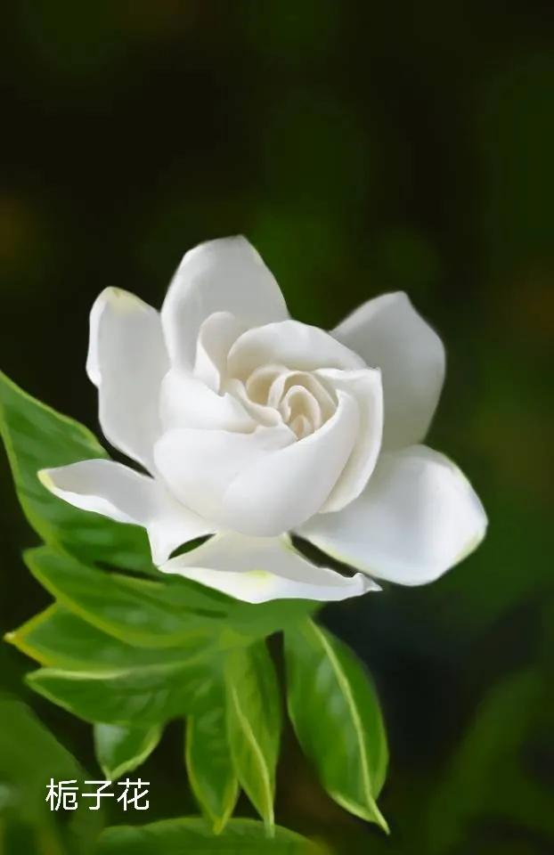 100种花草图片欣赏,50种花草图片大全