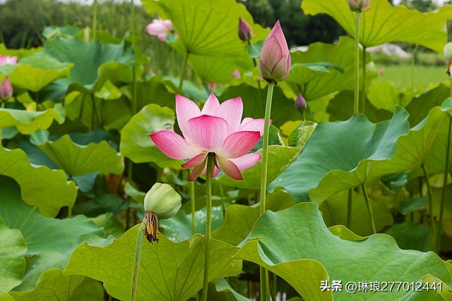 荷花是一种优雅高洁的美,荷花之美在于淡雅