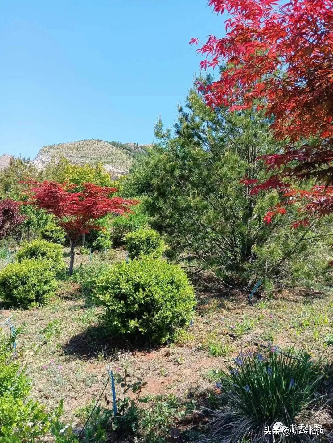 樱花谷无量山,樱花谷风景区