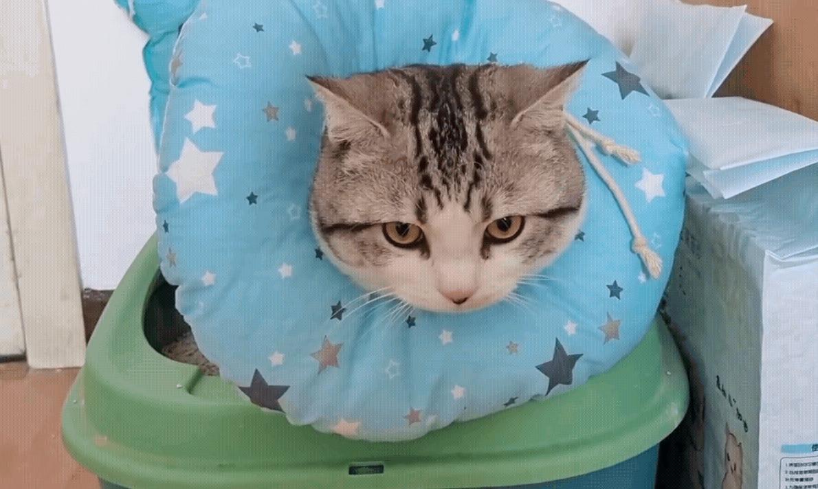 几百块钱买的猫靠谱吗,几百块的猫是真的吗