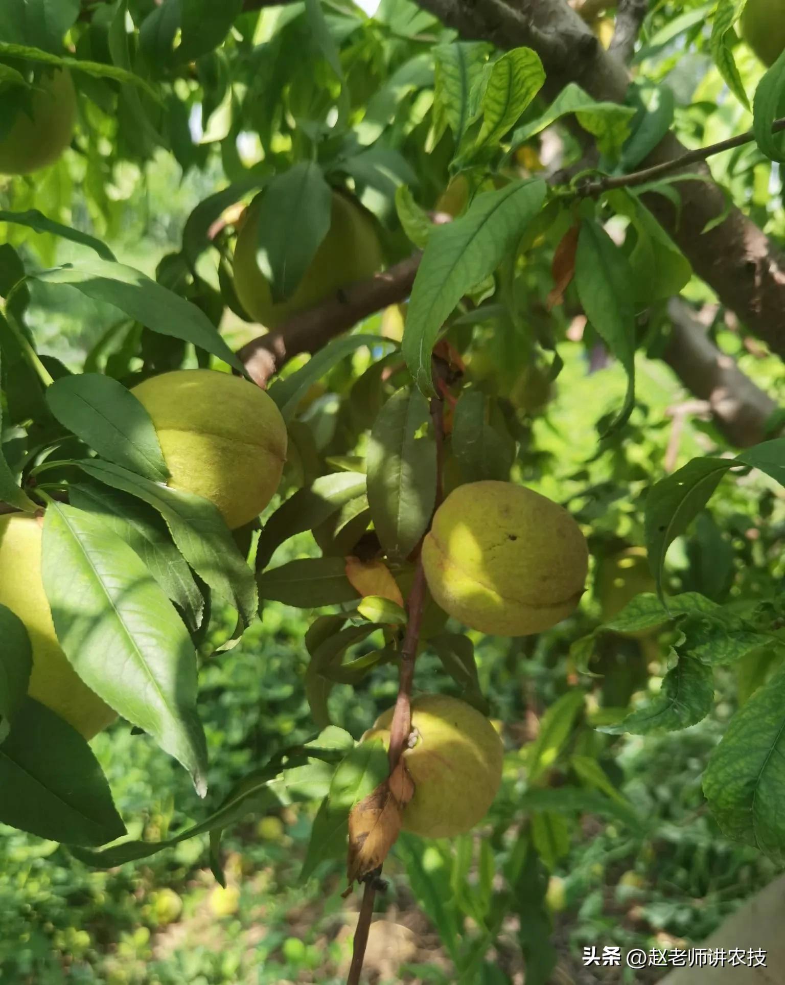 桃中后期缩果,桃缩果什么原因