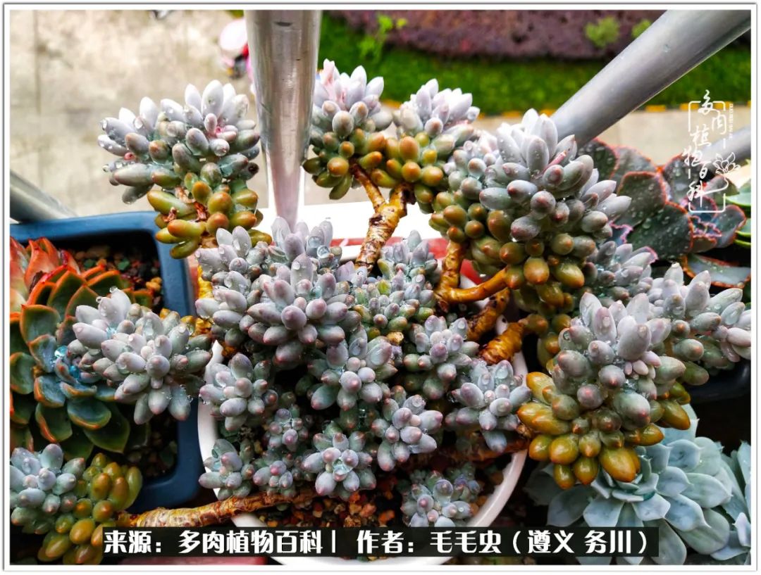 多肉可抵岁月,多肉之花语