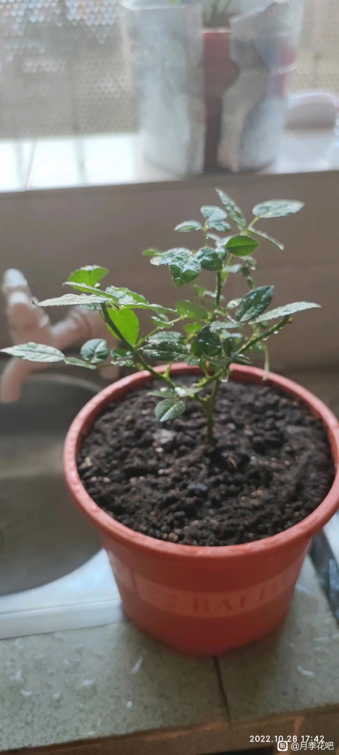 门口种月季花有什么讲究吗,月季花买哪种最好