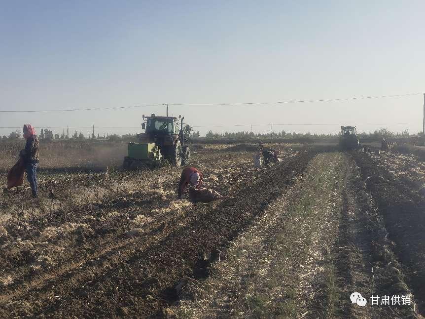 茴香根变废为宝促进群众多元化增收