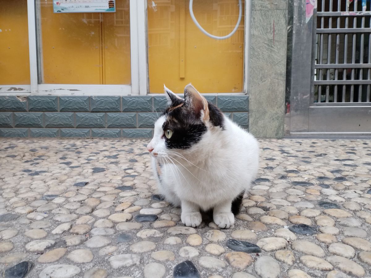 华为鸿蒙手机畅享系列的怎么样,华为畅享60鸿蒙手机值得购买吗