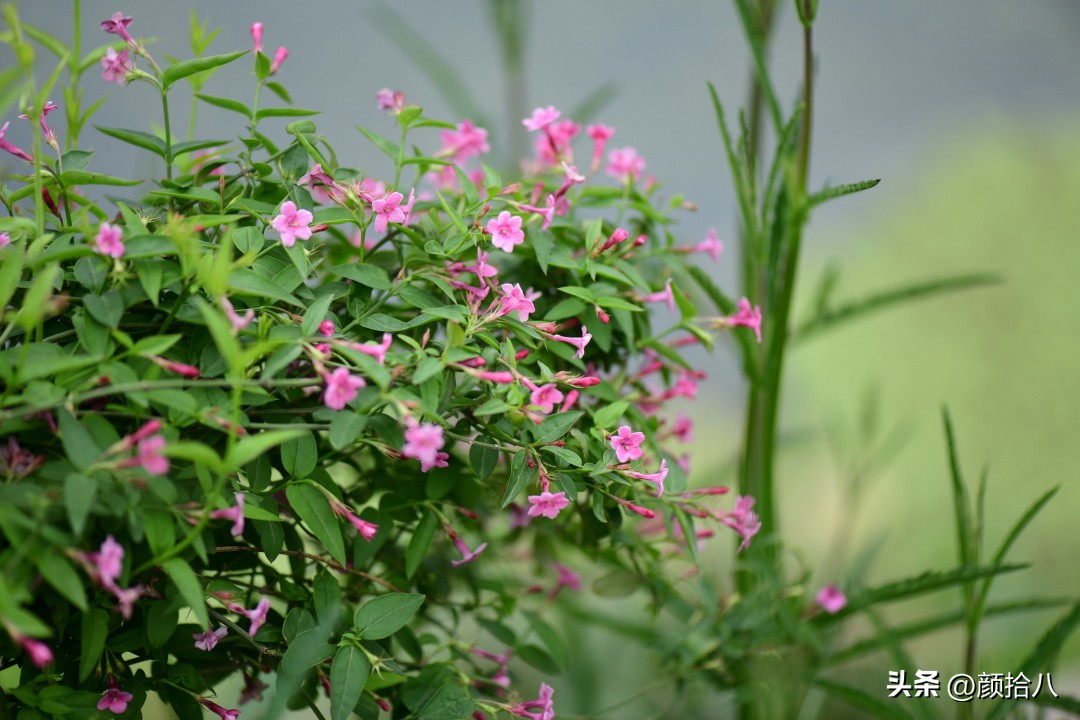流放到菜地的花儿们，尽情绽放吧，不管在哪里｜园丁