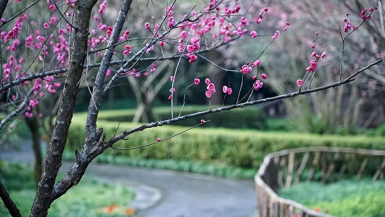 成都大熊猫繁育基地和卧龙哪个好,去成都大熊猫基地旅游攻略一日游