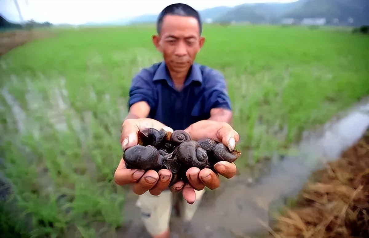 福寿螺的卵泛滥成灾视频,福寿螺产卵泛滥成灾