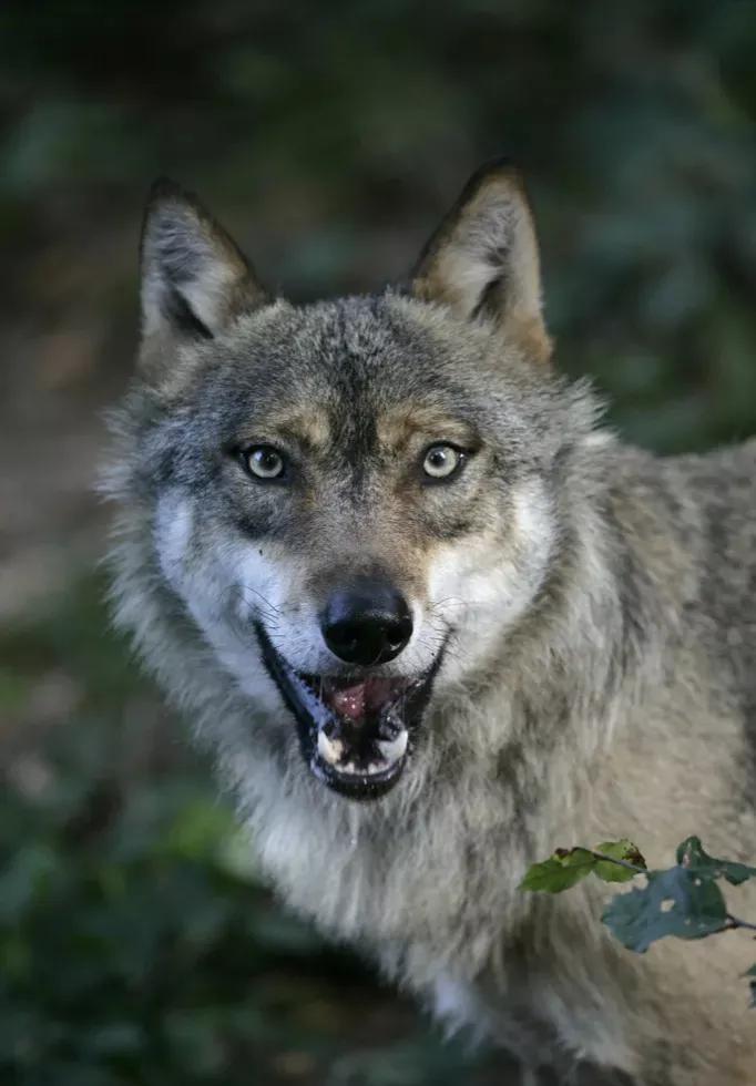 狭路相逢勇者胜,狭路相逢勇者胜游戏