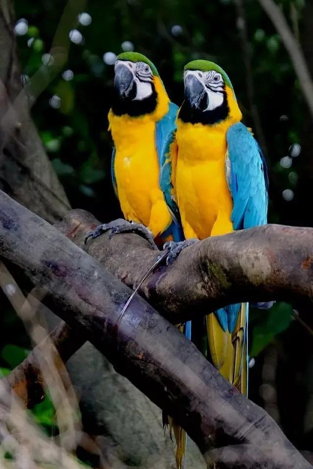 广州长隆野生动物世界有大象吗,广州长隆野生动物世界有多少动物