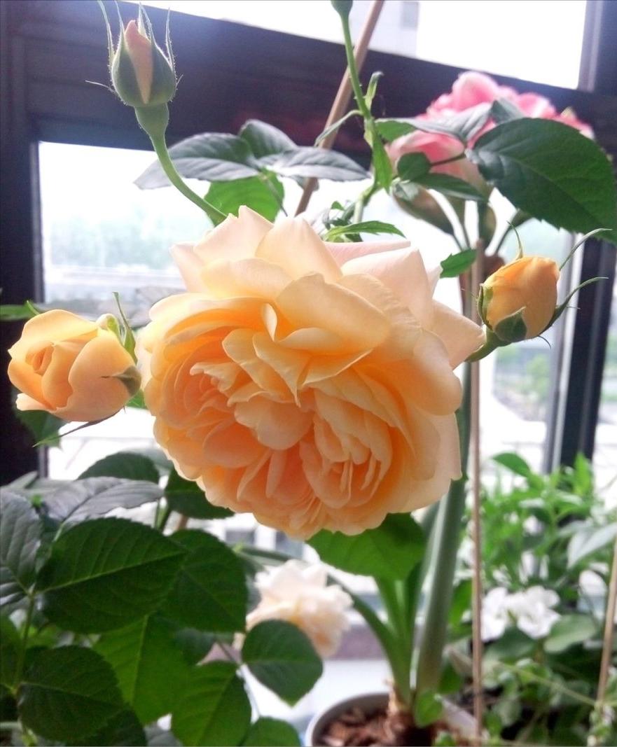 家里长一盆薄荷的好处,家里养一盆薄荷有什么好处