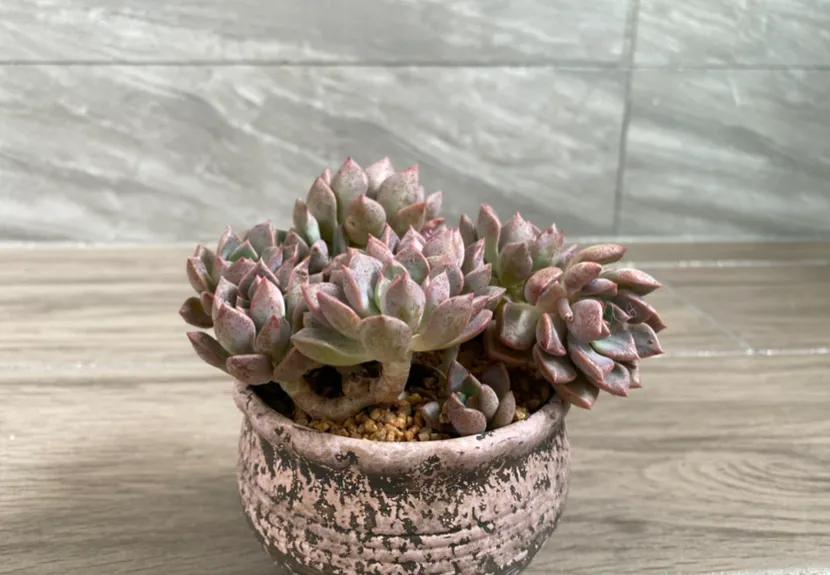 五月的颜色作文,五月的颜色对照表