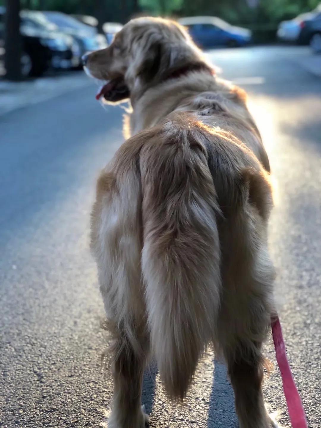 什么小型狗最聪明适合家养,哪种狗最温顺最好养又看家